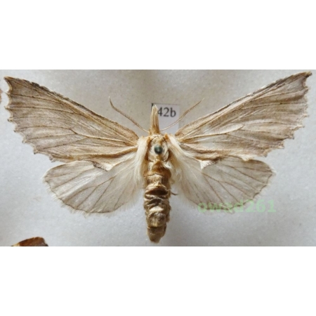 Pterostoma palpina (Clerck, 1759) female Czech42b